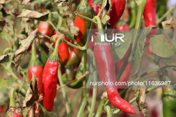 Ripe chili peppers are seen in Hami, China, on October 4, 2024. 