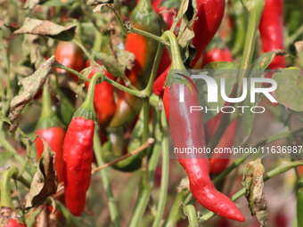 Ripe chili peppers are seen in Hami, China, on October 4, 2024. (