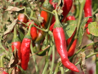 Ripe chili peppers are seen in Hami, China, on October 4, 2024. (