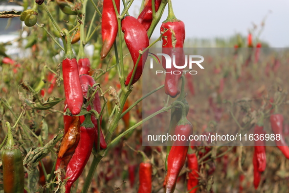 Ripe chili peppers are seen in Hami, China, on October 4, 2024. 