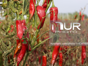 Ripe chili peppers are seen in Hami, China, on October 4, 2024. (