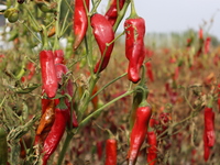 Ripe chili peppers are seen in Hami, China, on October 4, 2024. (