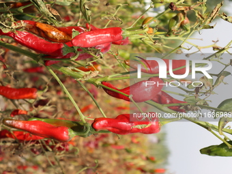 Ripe chili peppers are seen in Hami, China, on October 4, 2024. (