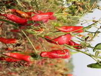 Ripe chili peppers are seen in Hami, China, on October 4, 2024. (