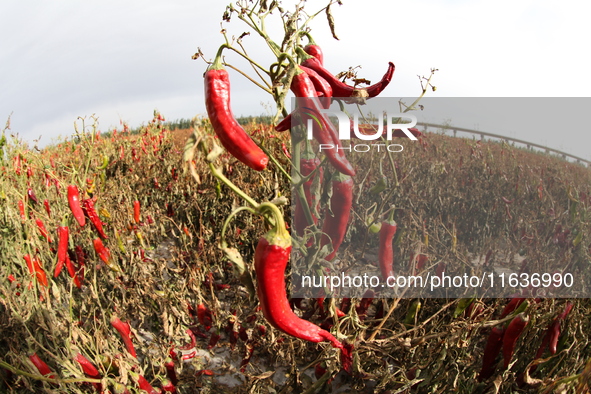 Ripe chili peppers are seen in Hami, China, on October 4, 2024. 