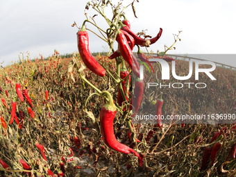 Ripe chili peppers are seen in Hami, China, on October 4, 2024. (