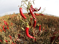 Ripe chili peppers are seen in Hami, China, on October 4, 2024. (