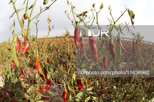 Ripe chili peppers are seen in Hami, China, on October 4, 2024. 