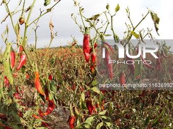 Ripe chili peppers are seen in Hami, China, on October 4, 2024. (