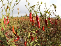 Ripe chili peppers are seen in Hami, China, on October 4, 2024. (