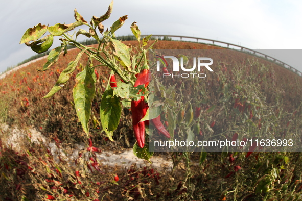 Ripe chili peppers are seen in Hami, China, on October 4, 2024. 