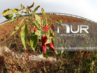 Ripe chili peppers are seen in Hami, China, on October 4, 2024. (