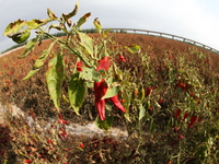 Ripe chili peppers are seen in Hami, China, on October 4, 2024. (