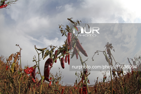 Ripe chili peppers are seen in Hami, China, on October 4, 2024. 