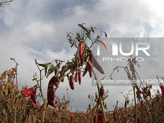 Ripe chili peppers are seen in Hami, China, on October 4, 2024. (