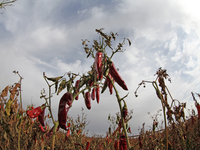 Ripe chili peppers are seen in Hami, China, on October 4, 2024. (