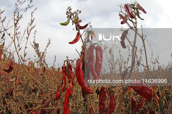 Ripe chili peppers are seen in Hami, China, on October 4, 2024. 