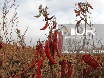 Ripe chili peppers are seen in Hami, China, on October 4, 2024. (