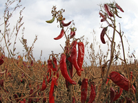 Ripe chili peppers are seen in Hami, China, on October 4, 2024. (