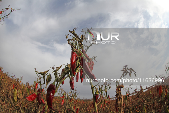 Ripe chili peppers are seen in Hami, China, on October 4, 2024. 