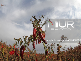 Ripe chili peppers are seen in Hami, China, on October 4, 2024. (