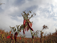 Ripe chili peppers are seen in Hami, China, on October 4, 2024. (