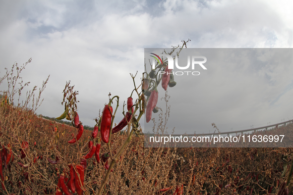 Ripe chili peppers are seen in Hami, China, on October 4, 2024. 