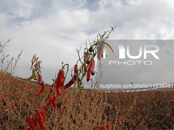 Ripe chili peppers are seen in Hami, China, on October 4, 2024. (