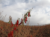 Ripe chili peppers are seen in Hami, China, on October 4, 2024. (