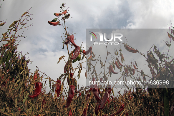 Ripe chili peppers are seen in Hami, China, on October 4, 2024. 