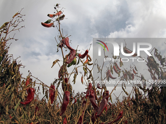 Ripe chili peppers are seen in Hami, China, on October 4, 2024. (