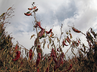 Ripe chili peppers are seen in Hami, China, on October 4, 2024. (