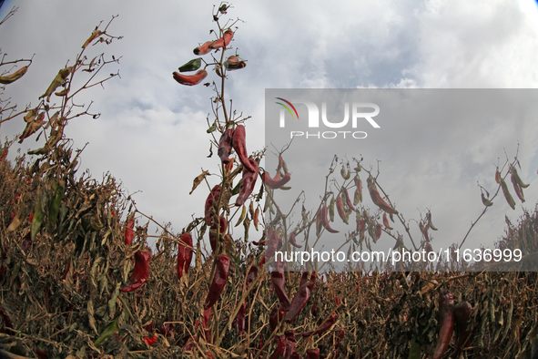 Ripe chili peppers are seen in Hami, China, on October 4, 2024. 