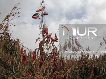 Ripe chili peppers are seen in Hami, China, on October 4, 2024. (