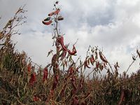 Ripe chili peppers are seen in Hami, China, on October 4, 2024. (