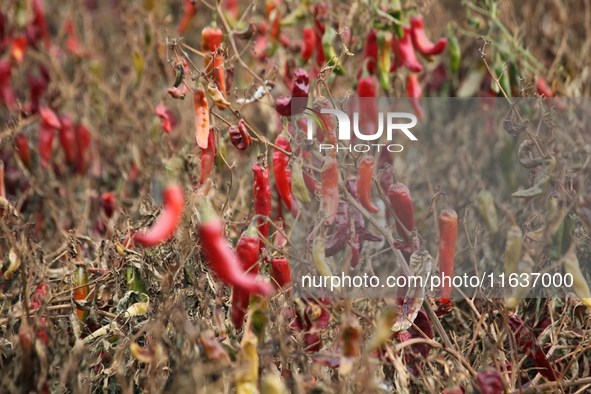 Ripe chili peppers are seen in Hami, China, on October 4, 2024. 