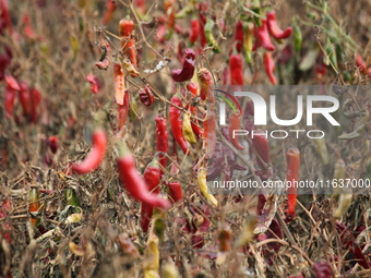 Ripe chili peppers are seen in Hami, China, on October 4, 2024. (