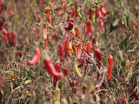 Ripe chili peppers are seen in Hami, China, on October 4, 2024. (