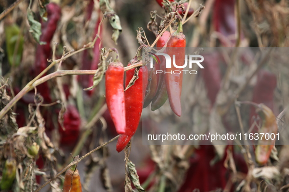 Ripe chili peppers are seen in Hami, China, on October 4, 2024. 