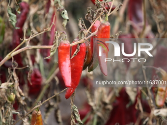 Ripe chili peppers are seen in Hami, China, on October 4, 2024. (