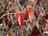 Ripe chili peppers are seen in Hami, China, on October 4, 2024. (