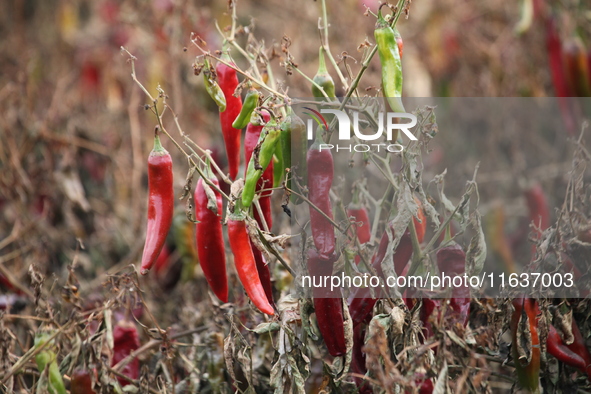 Ripe chili peppers are seen in Hami, China, on October 4, 2024. 