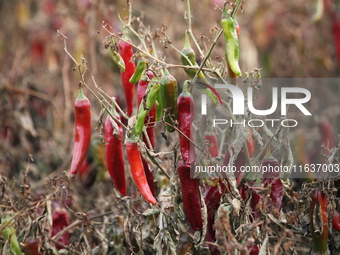 Ripe chili peppers are seen in Hami, China, on October 4, 2024. (