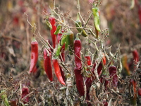 Ripe chili peppers are seen in Hami, China, on October 4, 2024. (