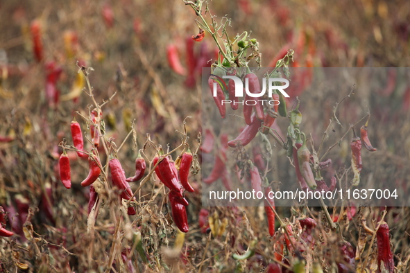 Ripe chili peppers are seen in Hami, China, on October 4, 2024. 