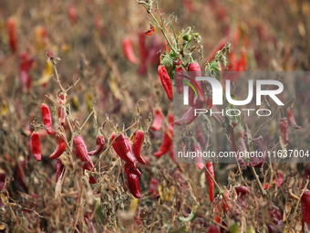 Ripe chili peppers are seen in Hami, China, on October 4, 2024. (