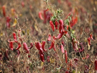 Ripe chili peppers are seen in Hami, China, on October 4, 2024. (