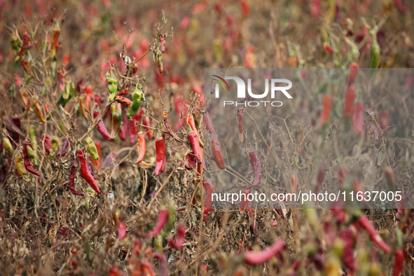 Ripe chili peppers are seen in Hami, China, on October 4, 2024. 