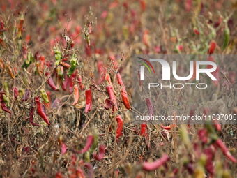 Ripe chili peppers are seen in Hami, China, on October 4, 2024. (