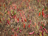 Ripe chili peppers are seen in Hami, China, on October 4, 2024. (